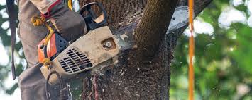 Best Stump Grinding and Removal  in Enlow, PA