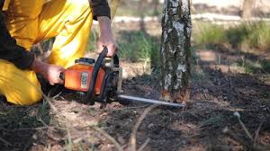 Best Lawn Pest Prevention  in Enlow, PA