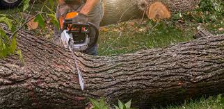 Best Lawn Watering Services  in Enlow, PA