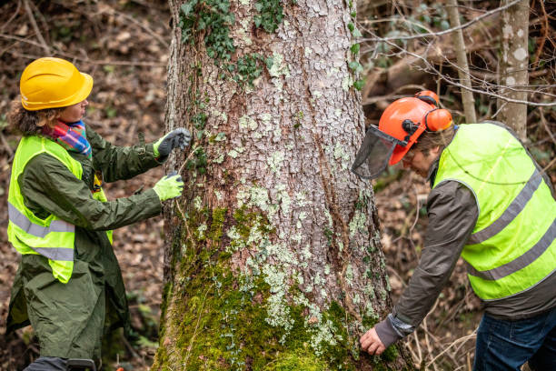 Best Tree Trimming and Pruning  in Enlow, PA