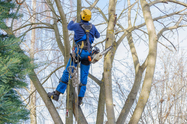 Best Storm Damage Tree Cleanup  in Enlow, PA