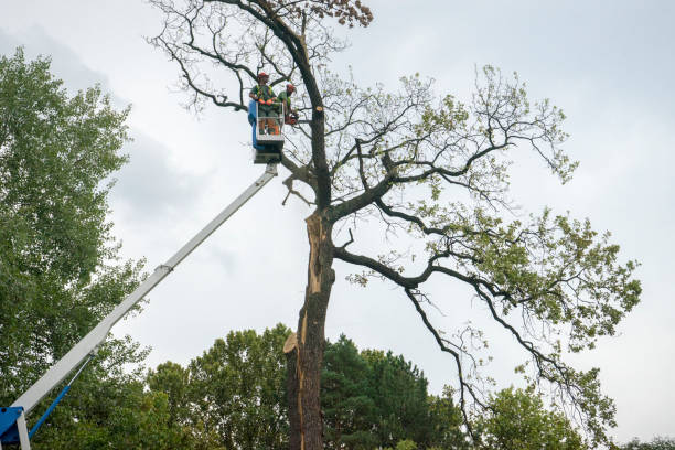 Best Fruit Tree Pruning  in Enlow, PA