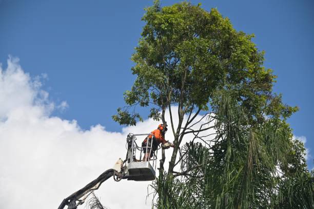 Best Hedge Trimming  in Enlow, PA