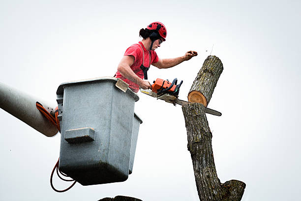 Best Root Management and Removal  in Enlow, PA