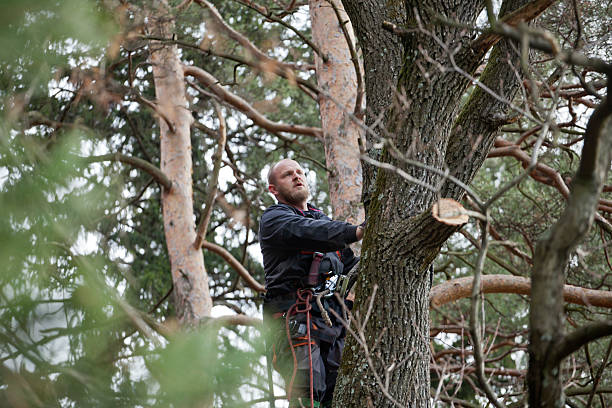 Best Tree Fertilization  in Enlow, PA