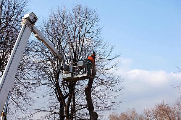 Best Tree Removal  in Enlow, PA