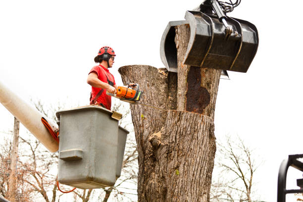 How Our Tree Care Process Works  in  Enlow, PA