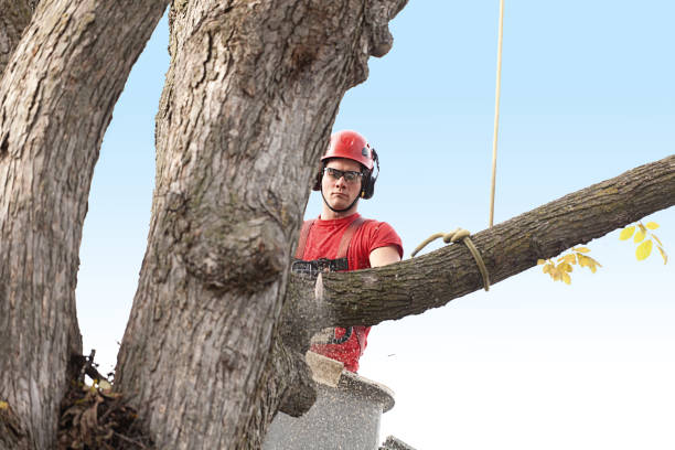 Reliable Enlow, PA Tree Care Solutions